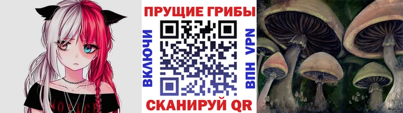 Псилоцибиновые грибы прущие грибы  купить   Чернушка 